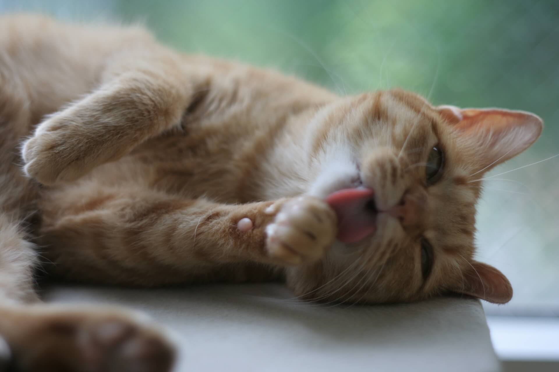 猫がグルーミングしすぎる理由とそれを止める方法